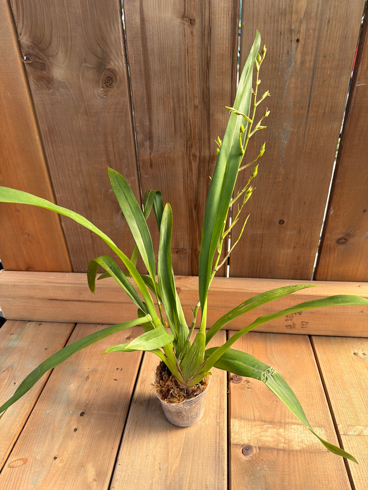 3" Oncidium Hawaiian Sunset 'Oro Verde'