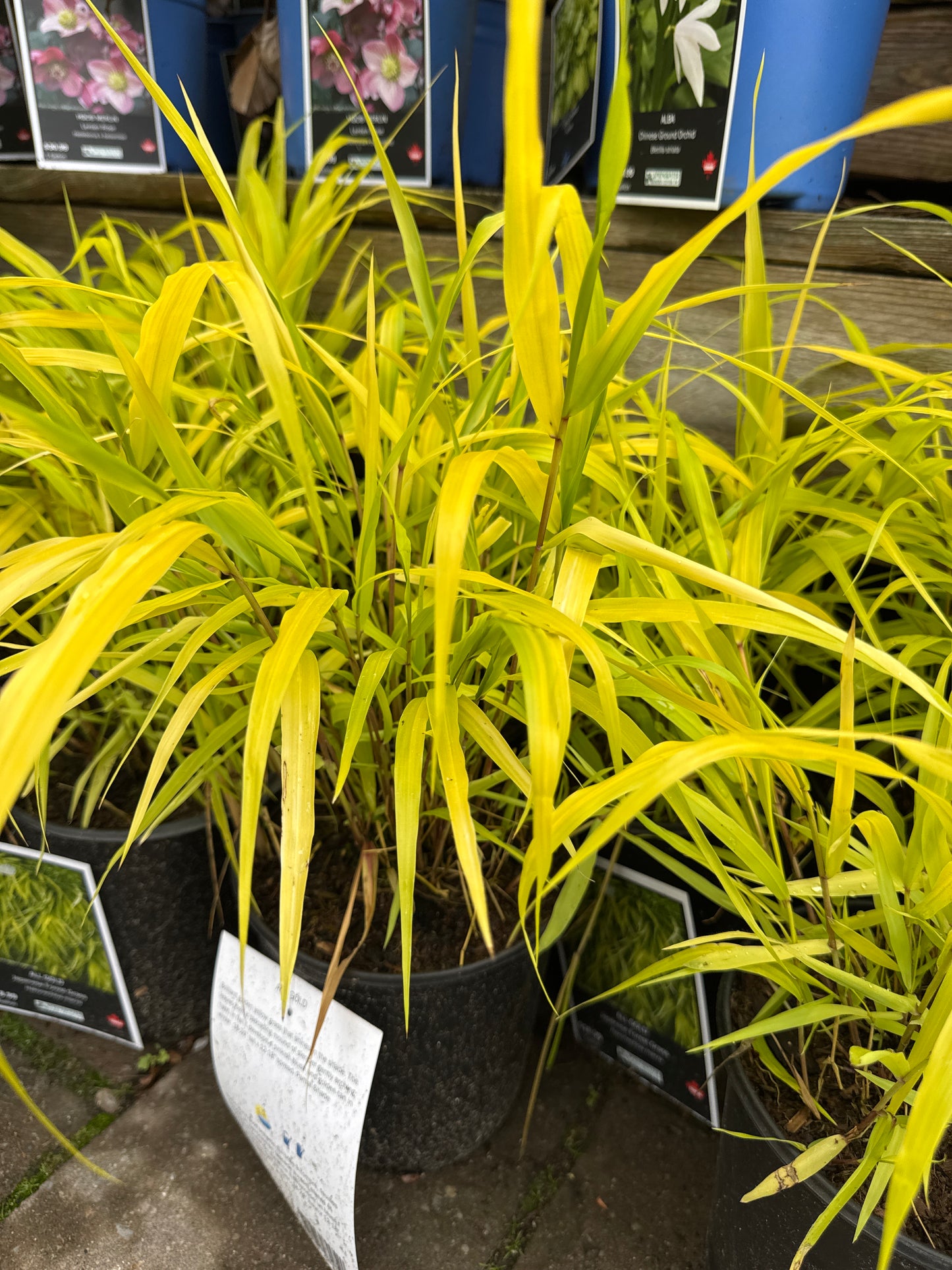 Hakonechloa macra ‘All Gold’