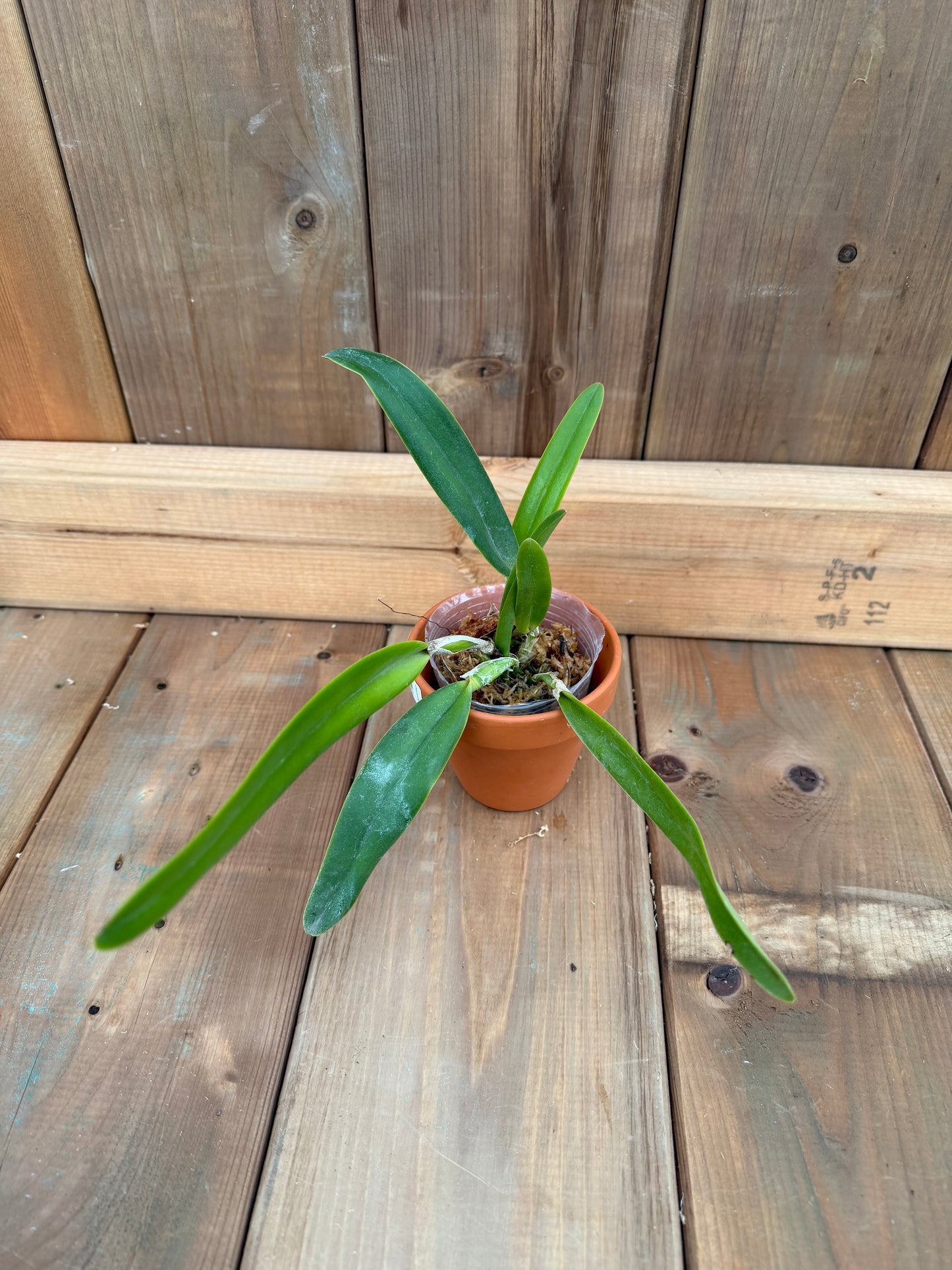 3" Catt. Wallisii (syn. Eldorado) f. fantasia ' Fairy'