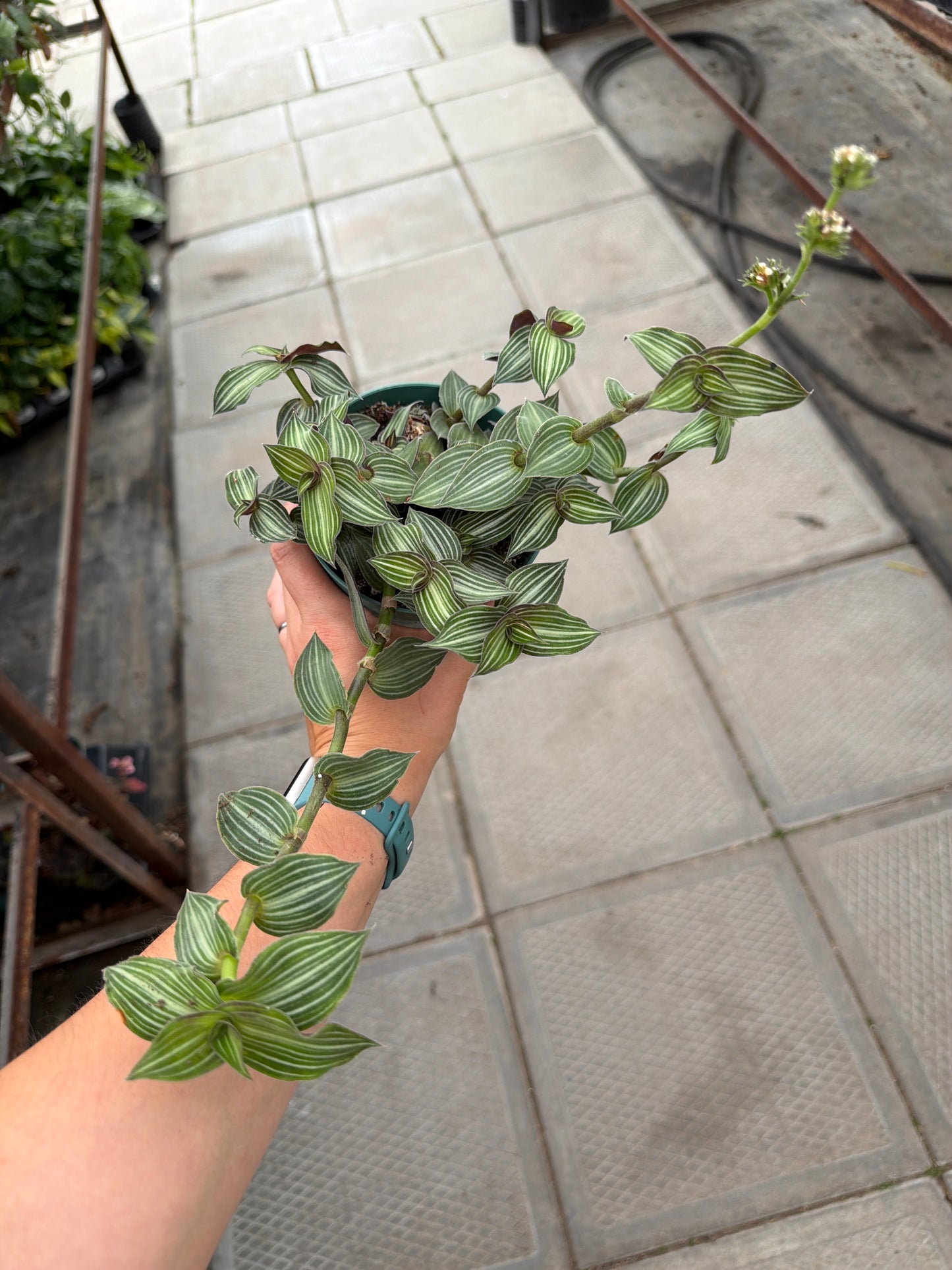 4.5" Tradescantia elegans