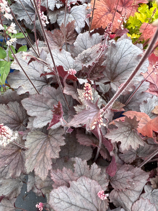 Heucherella ‘Plum Cascade’