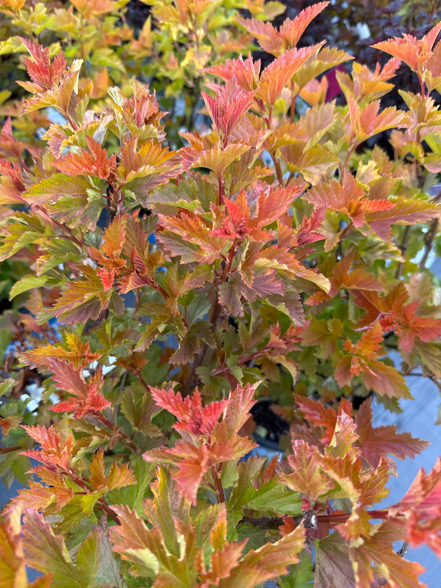 Ninebark ‘Savannah Sunset’