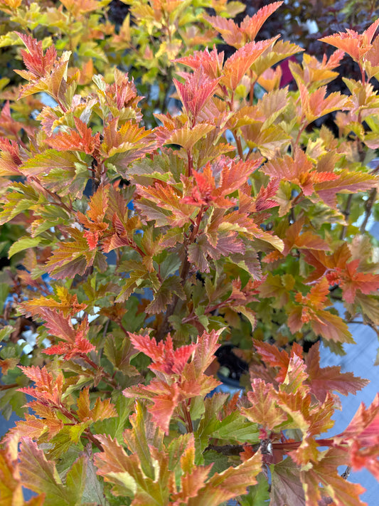 Ninebark ‘Savannah Sunset’
