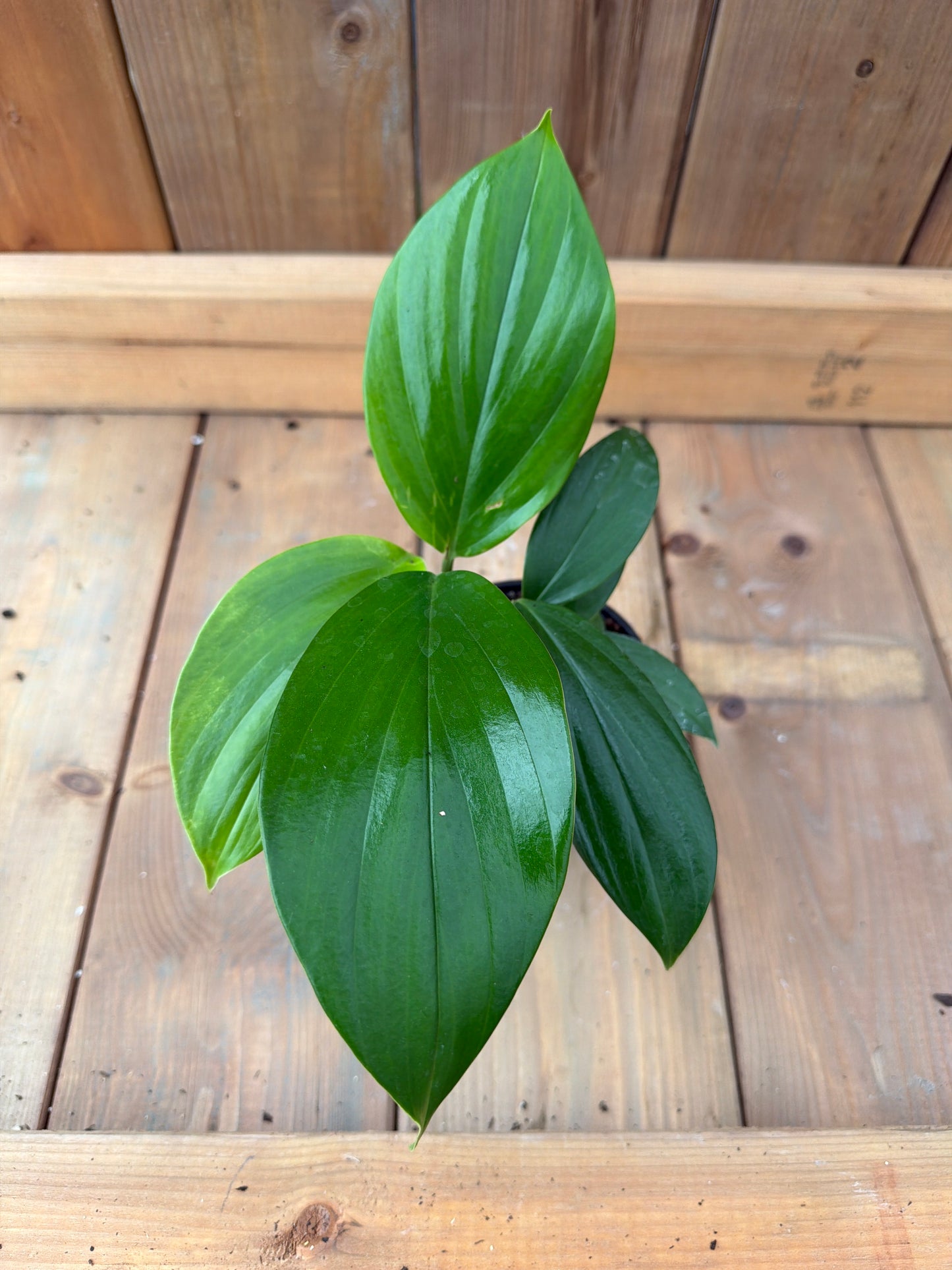 4" Rhaphidophora decursiva