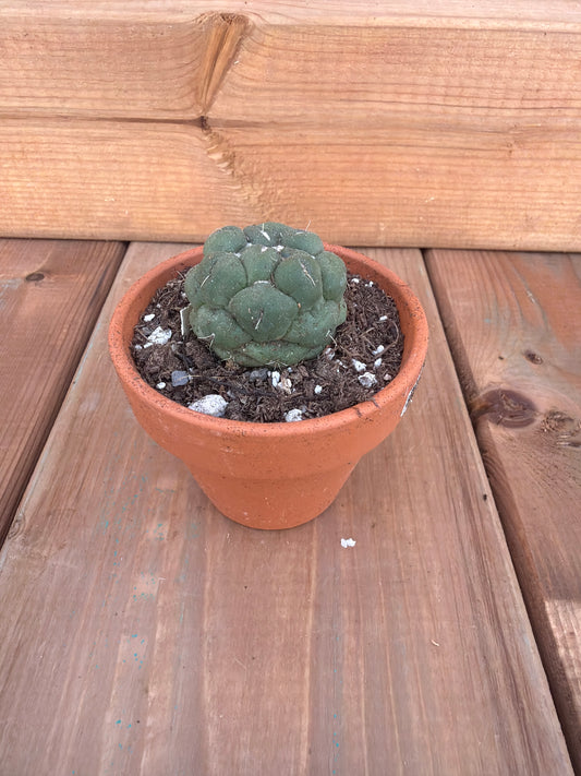 2" Matucana madisoniorum