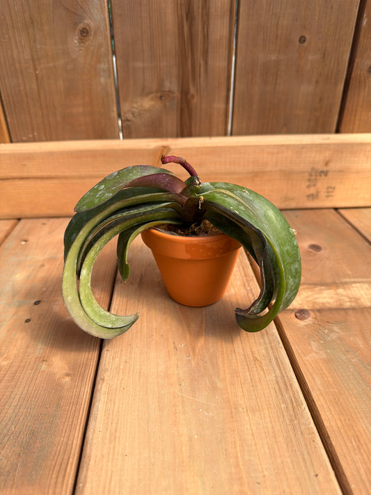 3" Vandaenopsis Irene Dobkin