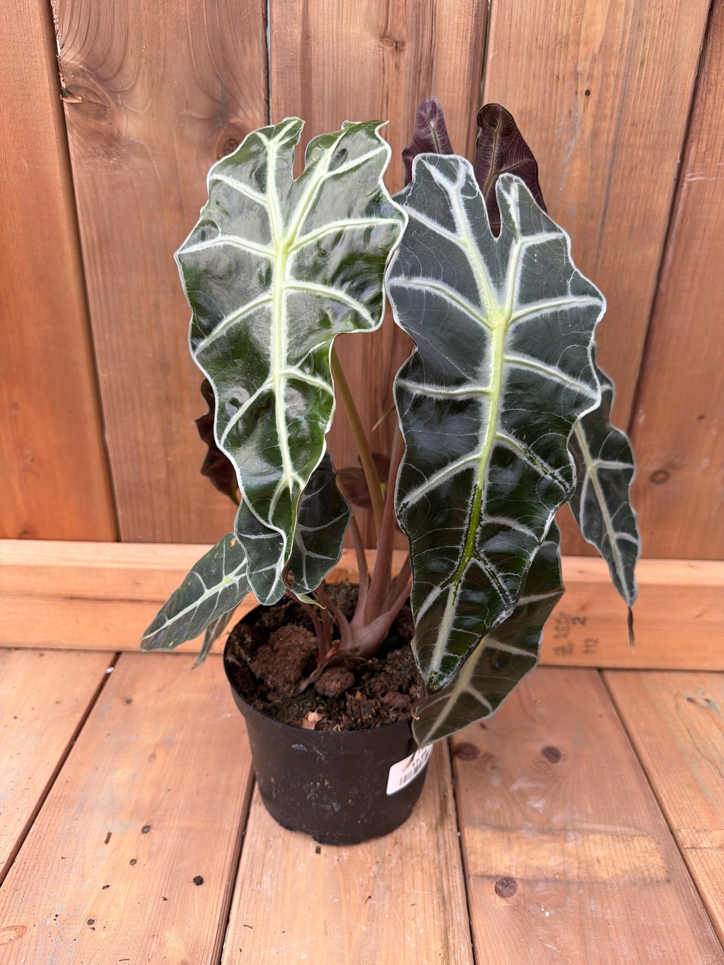 6" Alocasia Polly