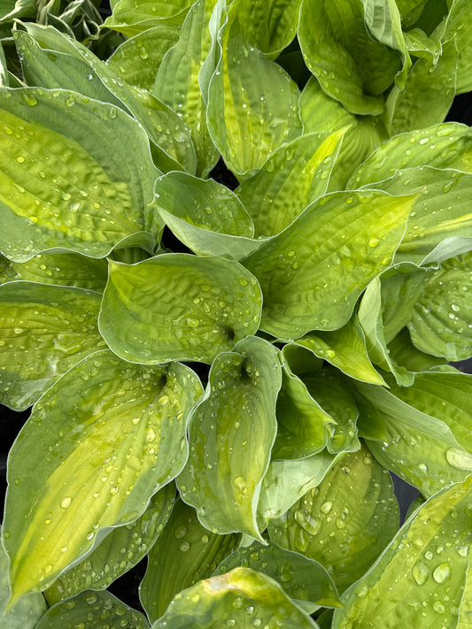 Hosta CAPTAIN KIRK (C) 5gal