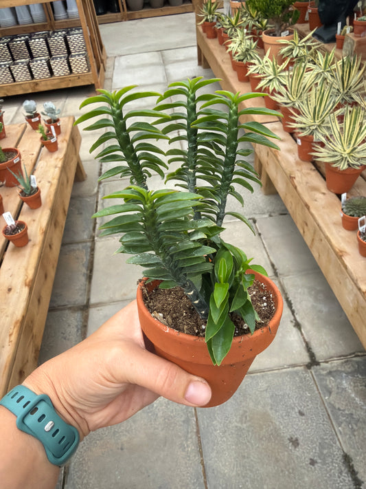 3" Pedilanthus tithymaloides