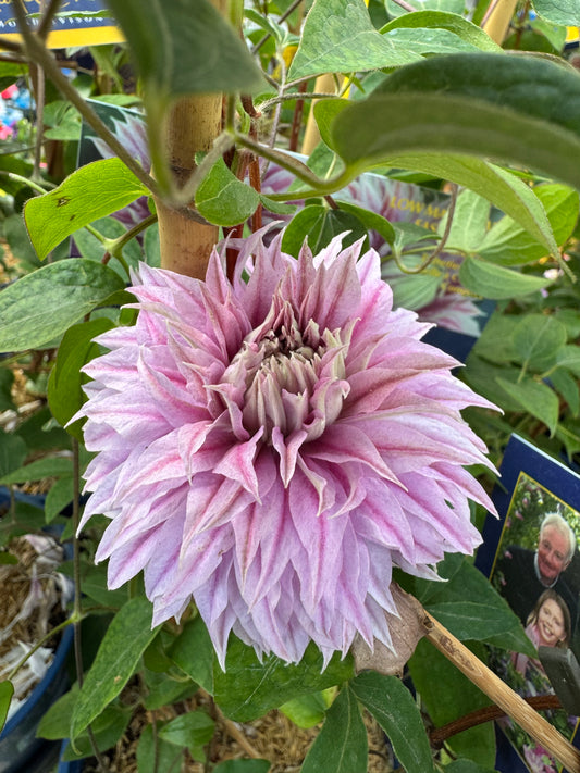 Clematis Josephine™ RE 1gal