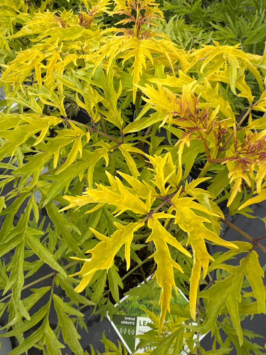 Elderberry LEMONY LACE (P.W.) 2gal