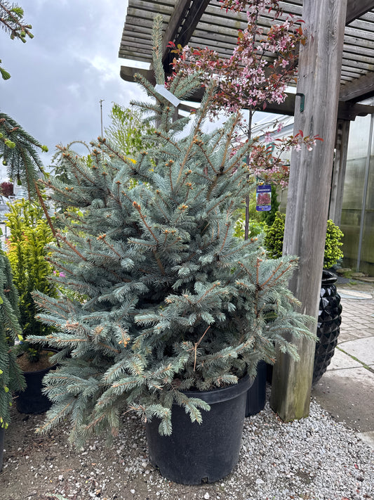 Blue Spruce ‘Fat Albert’
