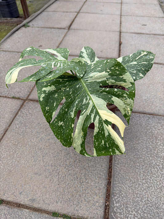 8" Monstera 'Thai Constellation' (Local Pick Up Only)