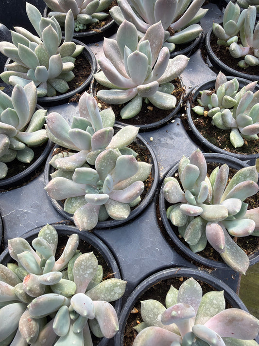4" Pachyphytum sp.