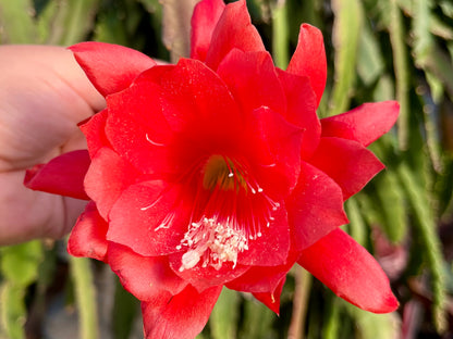 Epiphyllum (4 colours available)