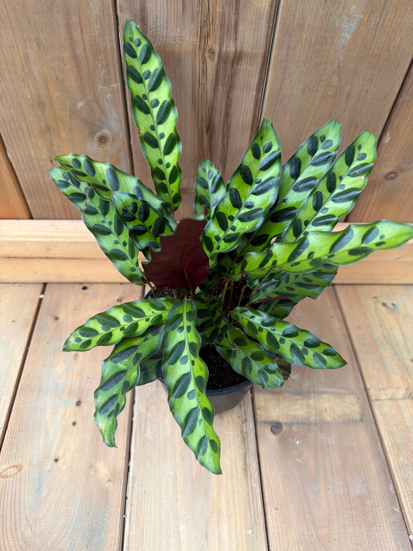 6" Calathea 'Rattlesnake'