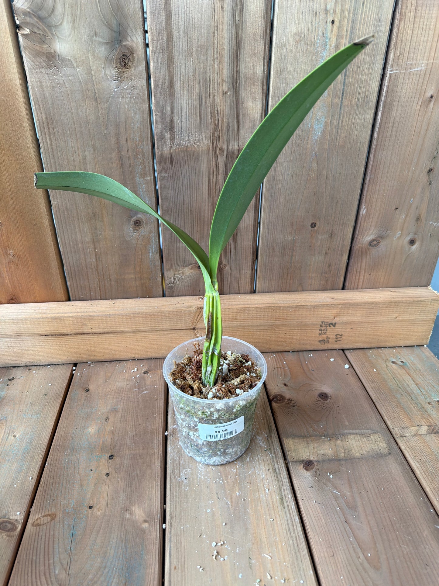 4.5" Laelia superbiens f. alba