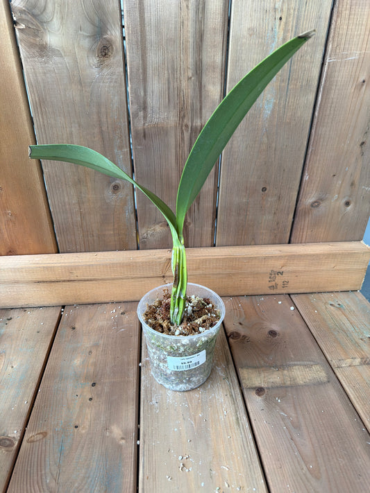 4.5" Laelia superbiens f. alba