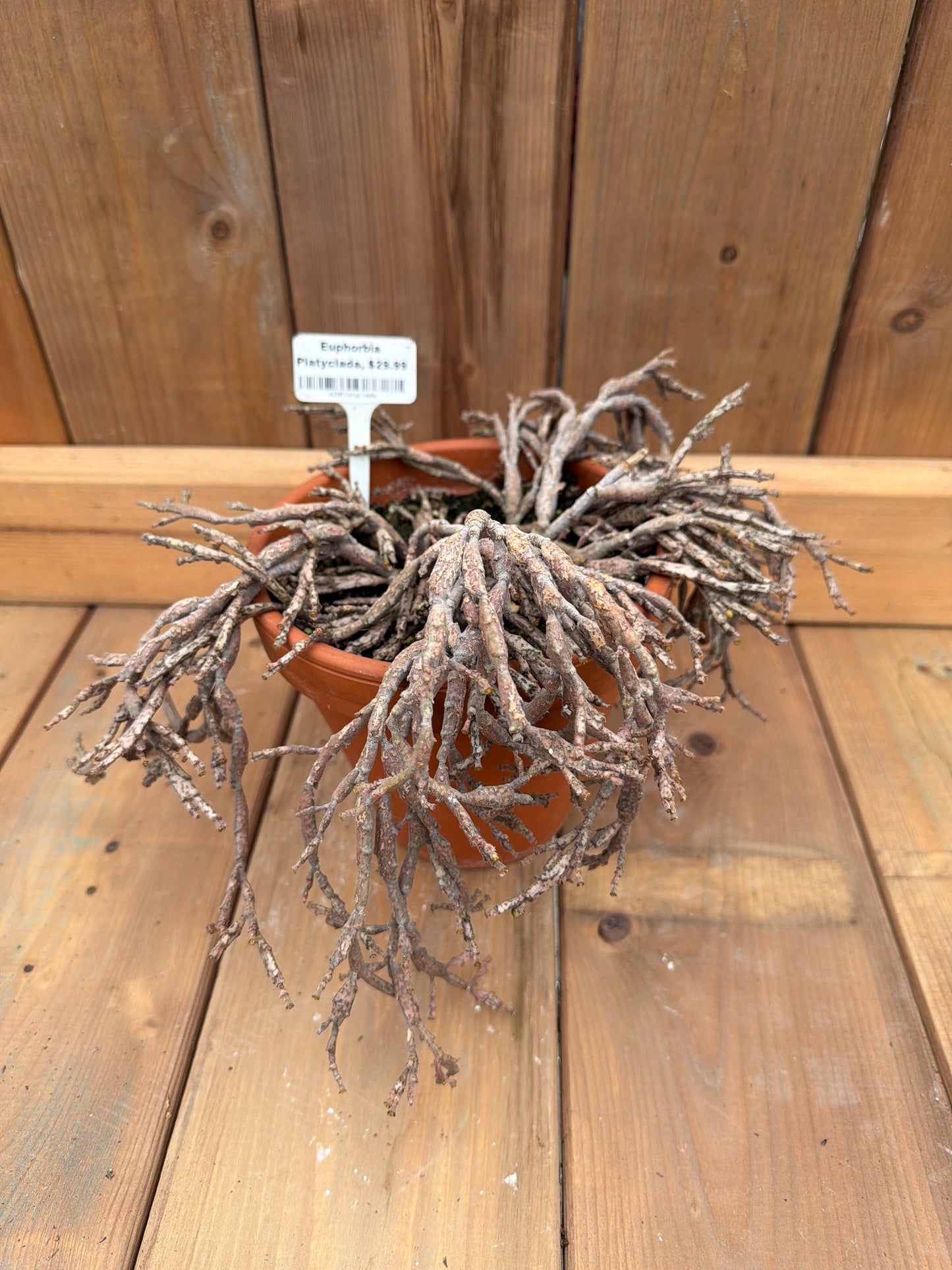 6” Euphorbia platyclada