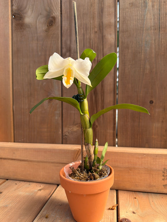 Dendrobium formosum