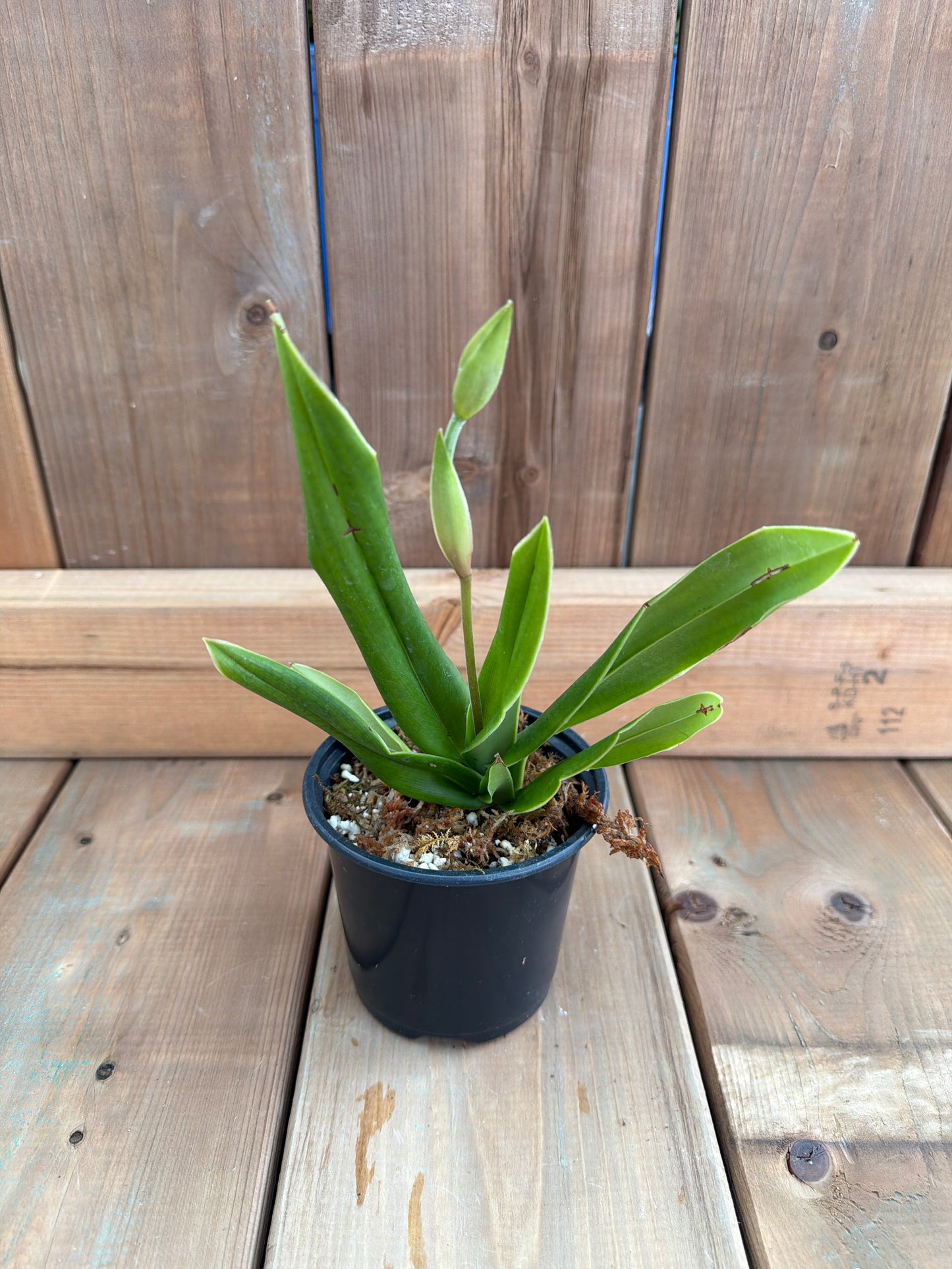 4" Phragmipedium besseae 'Ch#10 x Ch#8'