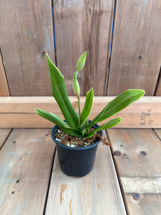 4" Phragmipedium besseae 'Ch#10 x Ch#8'