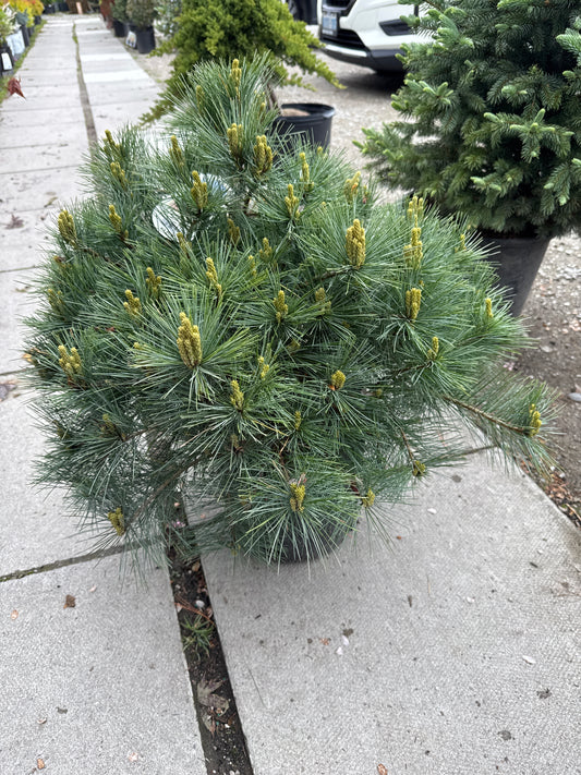 Blue Shag White Pine 3gal