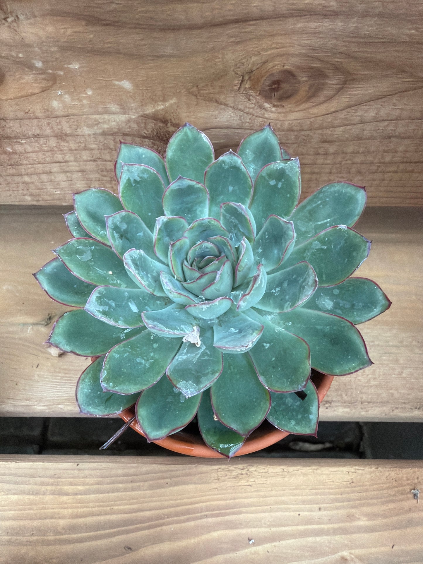 3" Echeveria pulidonis