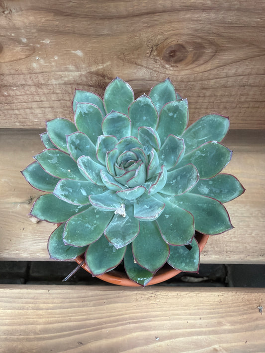 3" Echeveria pulidonis