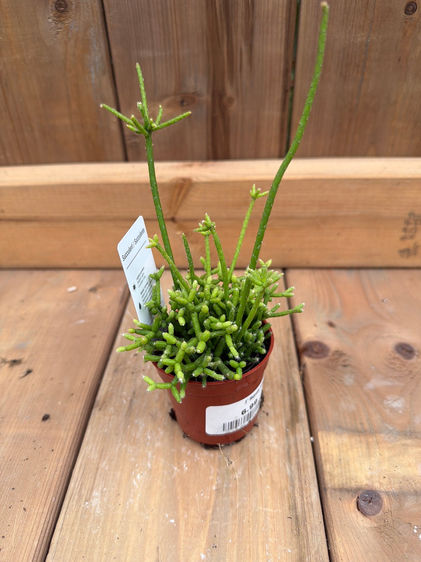 3" Rhipsalis hatiora
