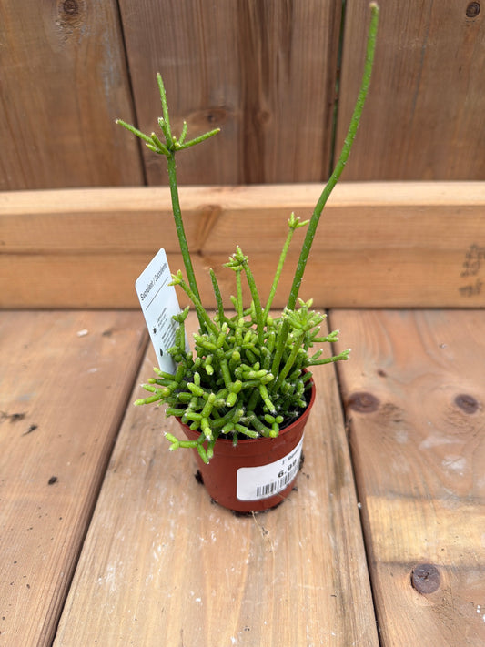 3" Rhipsalis hatiora