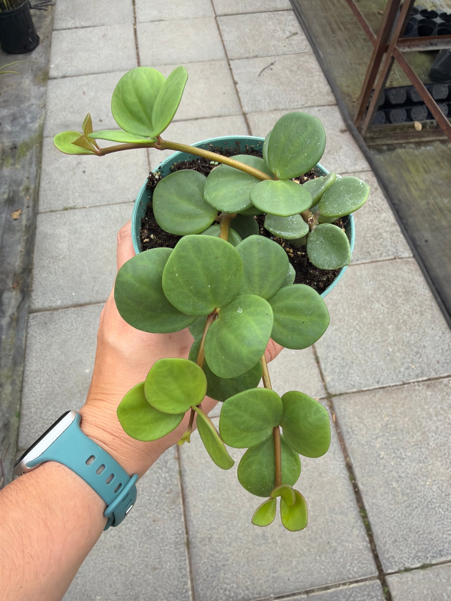 4.5” Peperomia Hope