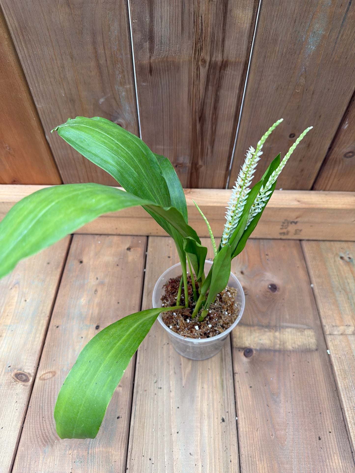 4.5" Dendrochilum glumaceum