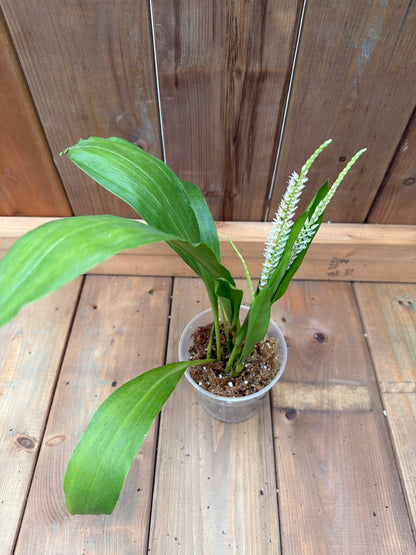 4.5" Dendrochilum glumaceum