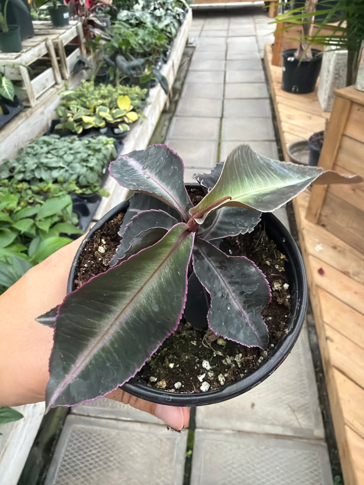 4" Labisia Pumila Electric Pink