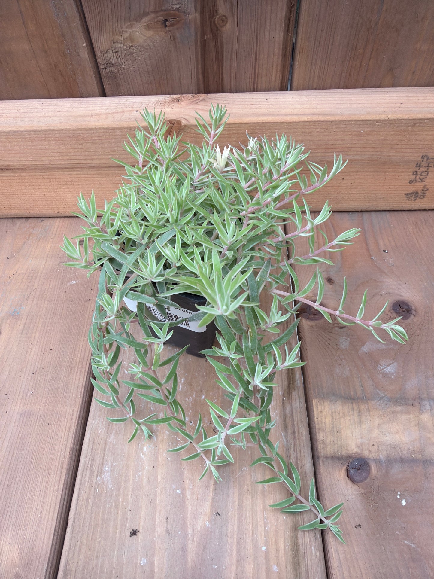 3" Sedum 'Sea Urchin'