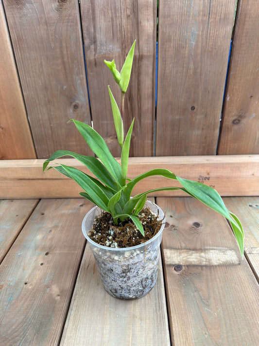 4.5" Phragmipedium Hibrido 'Ainsworthii'