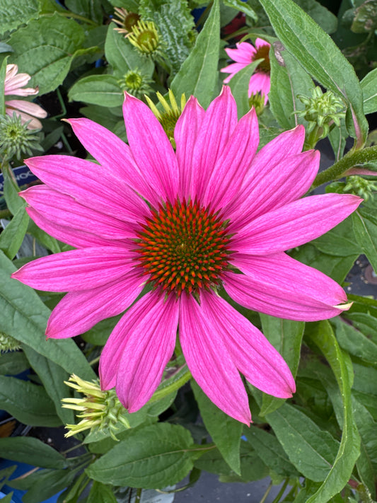Echinacea purpurea POWWOW WILD BERRY 1gal