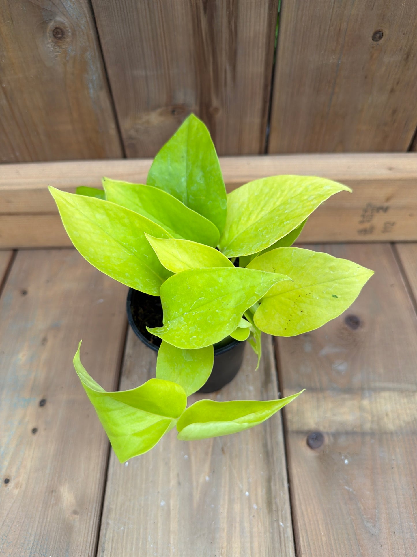 4" Pothos 'Neon'