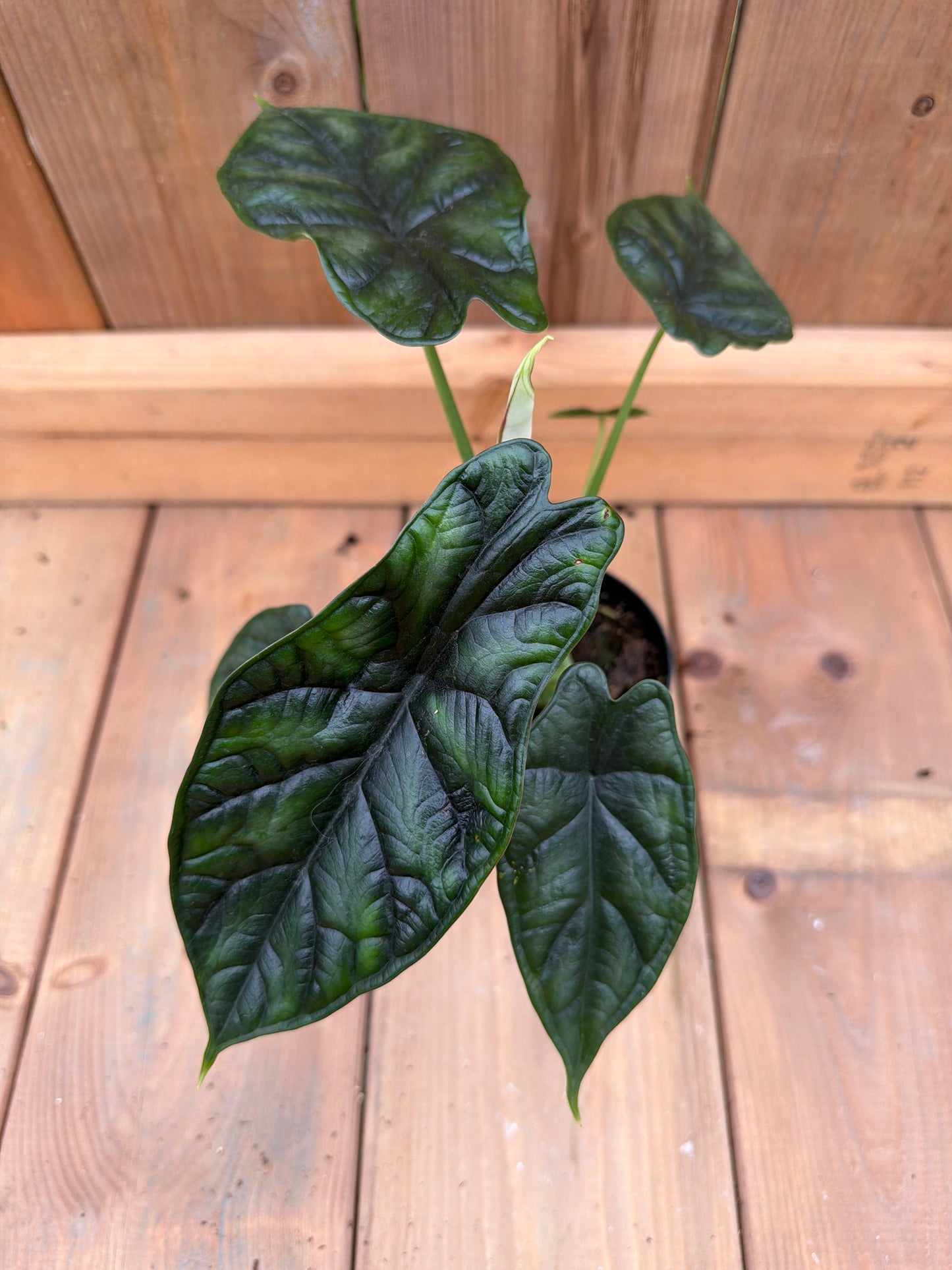 4" Alocasia Dragonscale