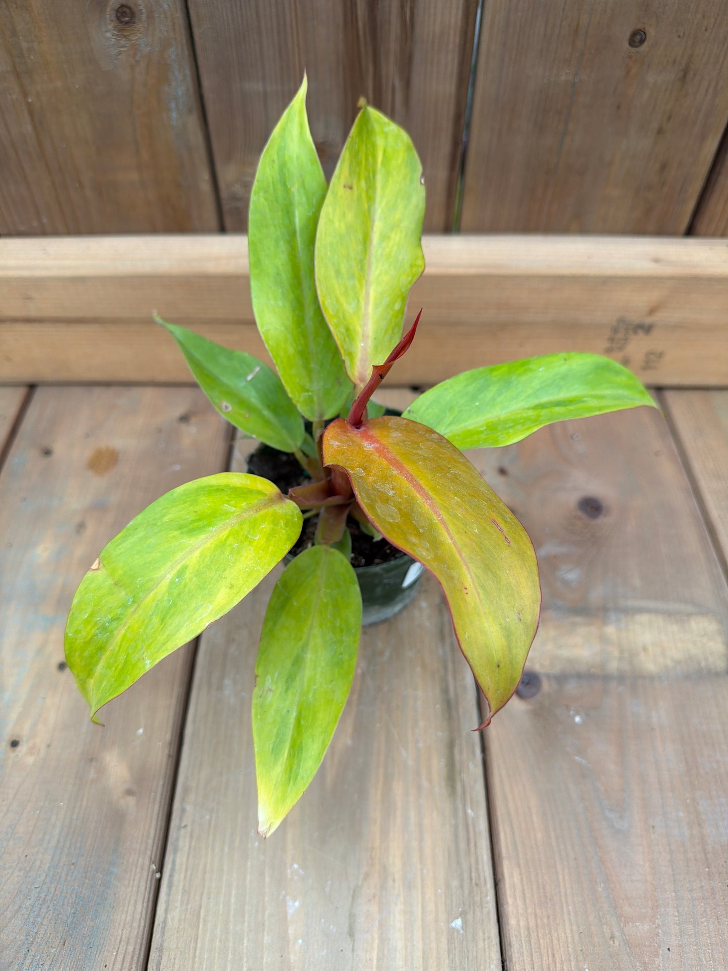 4" Philodendron Orange Marmalade