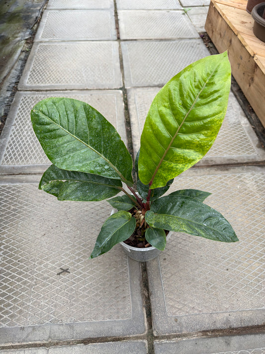 6" Anthurium hookeri variegata