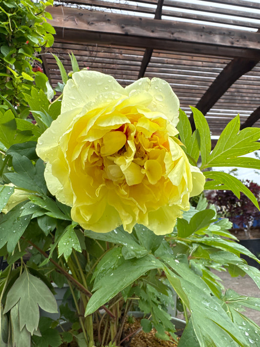 Peony 'Yellow Crown'
