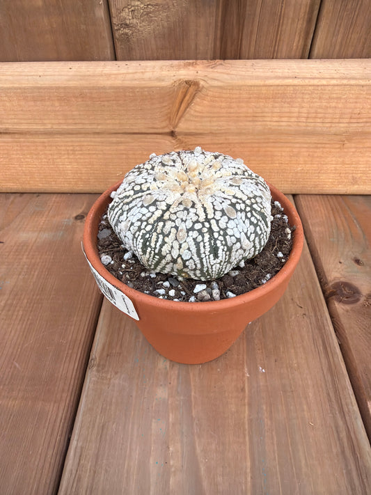 3" Astrophytum asterias 'Super Kabuto'