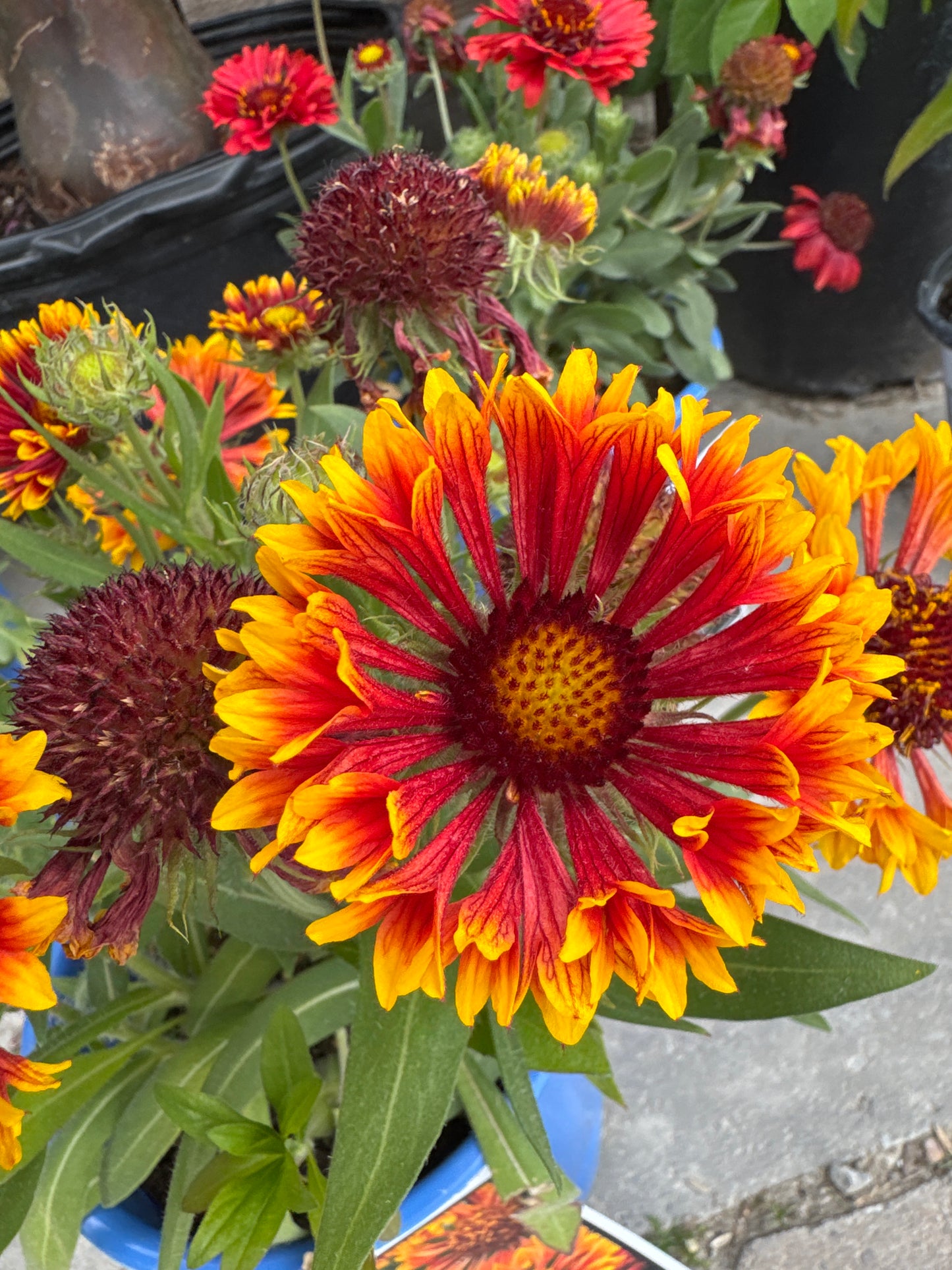 Gaillardia aristata SPINTOP COPPER SUN 1gal