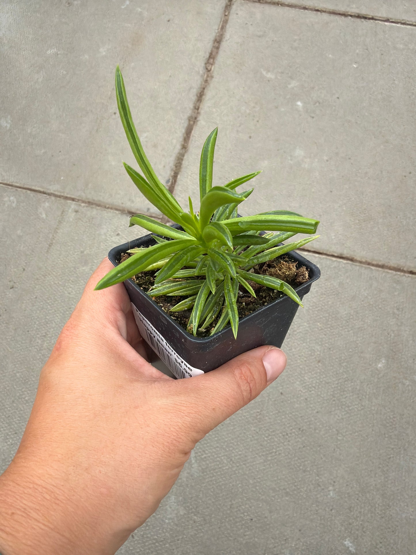 2.5" Peperomia ferryaea 'Happy Bean'