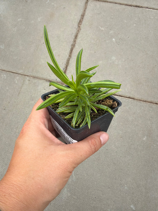 2.5" Peperomia ferryaea 'Happy Bean'