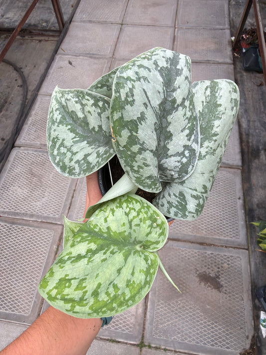 4" Scindapsus Exotica