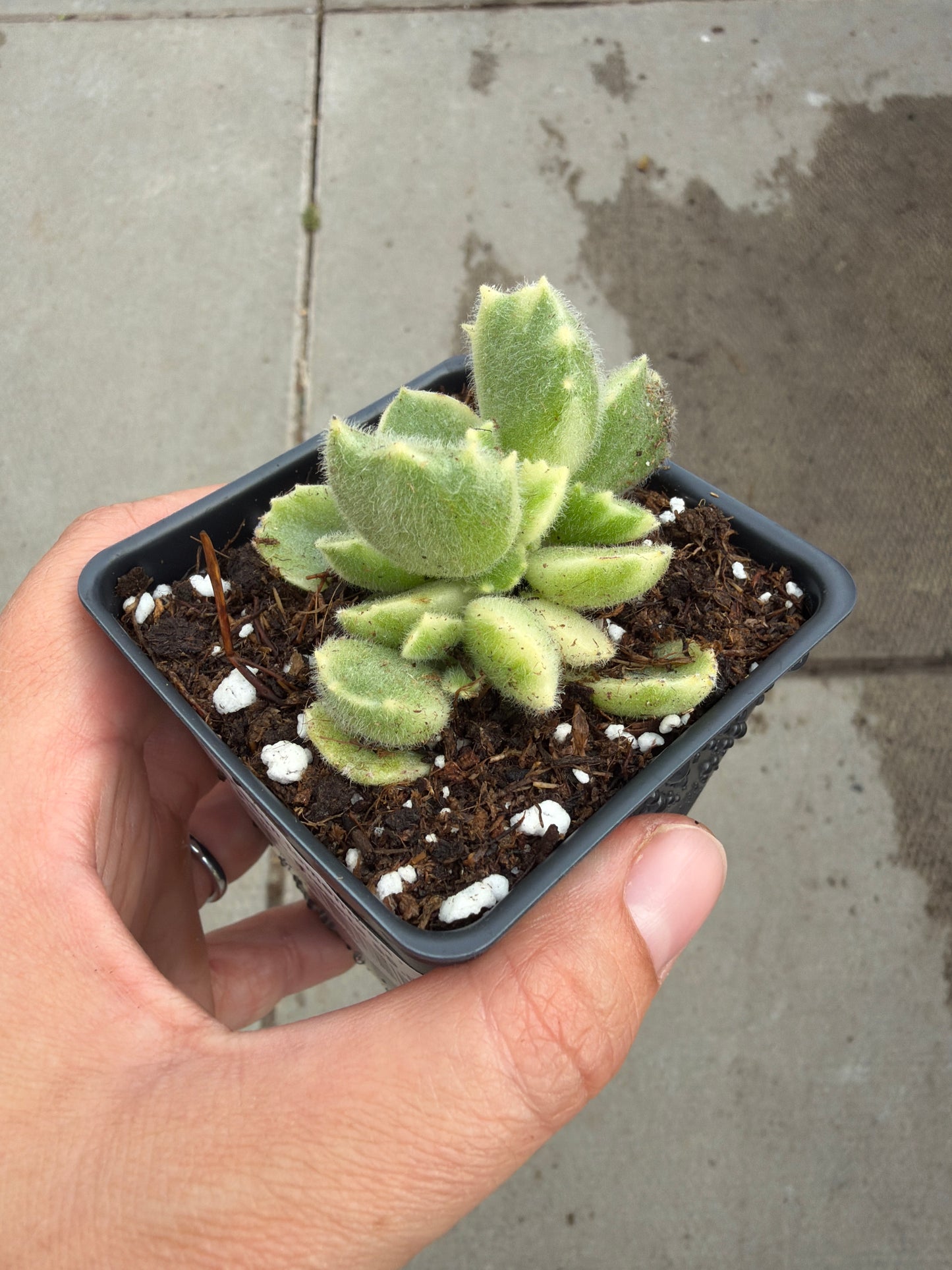 2.5" Cotyledon tomentosa 'Bear Paw' variegata