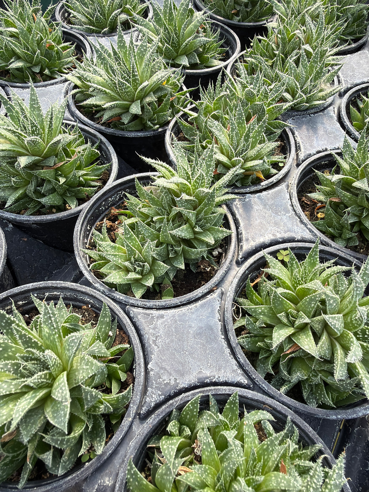 4" Aloe aristata 'Baby Lace'